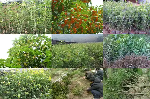 桂花今年为什么没开花1686445091549