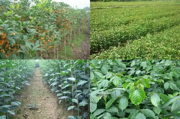 桂花树种植技术和施肥方法1690591431474