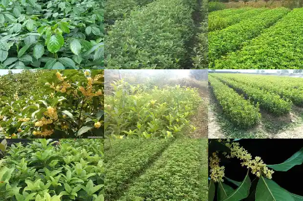 桂花今年怎么没开1686445120633