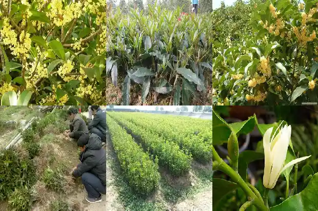 桂花今年怎么没开1686445120681