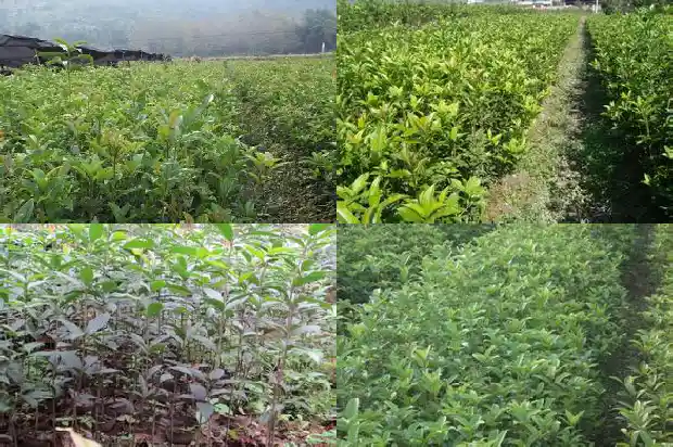 桂花苗怎么养活的快1688521196402
