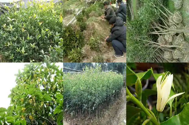 今年桂花开的好晚1686445142473