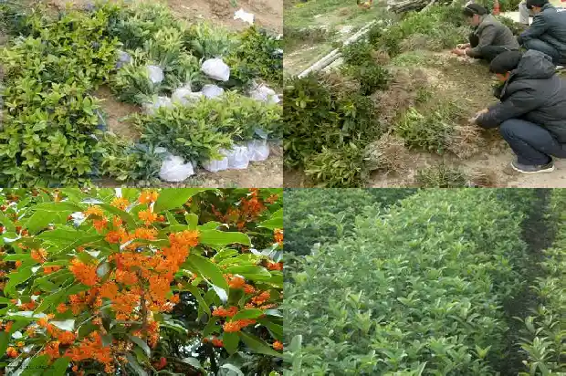 哪里桂花树苗批发便宜1690158601870