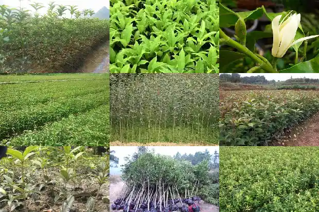 今年桂花开的好晚1686445142615
