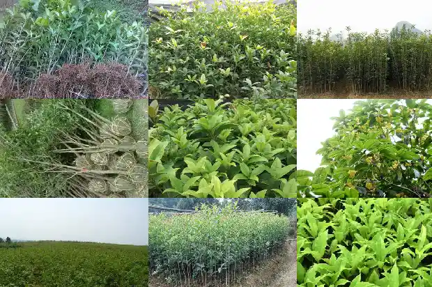 今年的桂花为什么开这么晚1686445152962