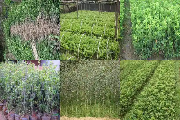 桂花今年开了3次吗1686445192927