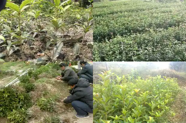 桂花价格行情走势分析1686445204720