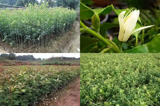 大的桂花树好移栽吗1689898805533