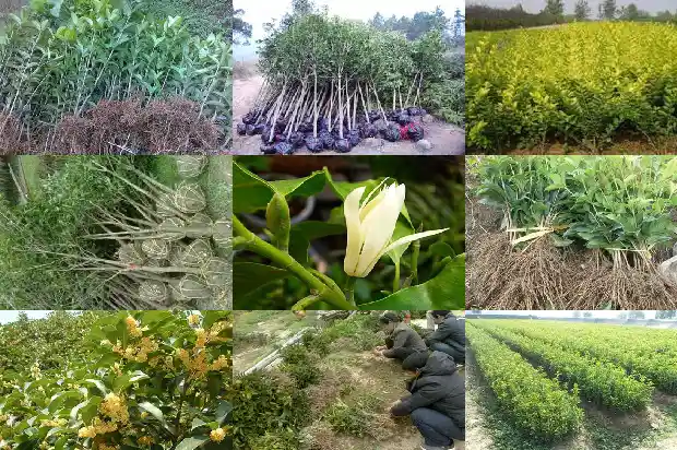 桂花树的行情分析怎么写的呀1686445233921