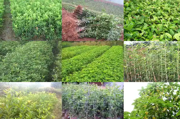 桂花树的行情分析怎么写的呀1686445233969