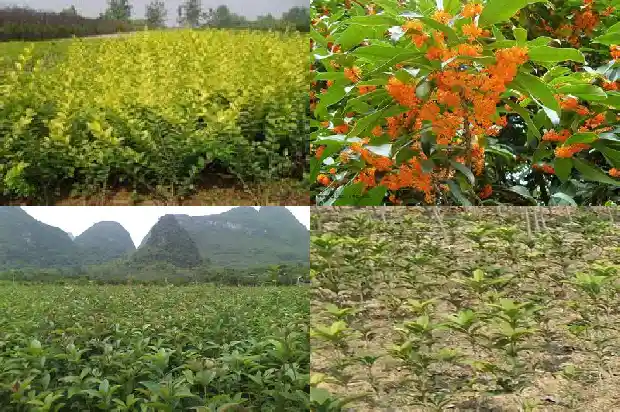 桂花树的行情分析怎么写的呀1686445234017