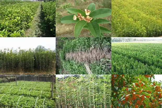 桂花树的行情分析怎么写的呀1686445234065