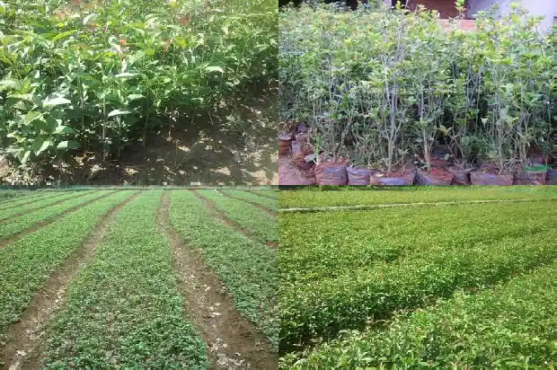 桂花用洗吗1689576717685