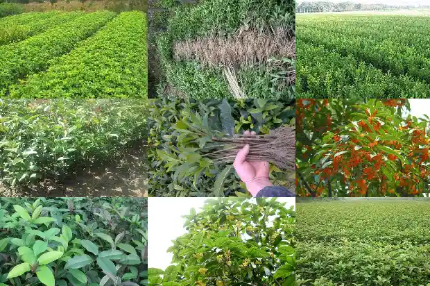 桂花树的行情分析怎么写好一点1686445244042