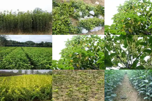 桂花树的行情如何形容它的美景1686445251631