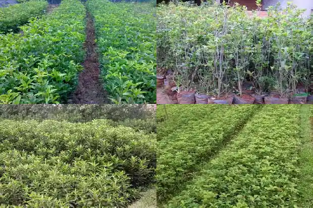 桂花树的行情如何形容它的美景1686445251678