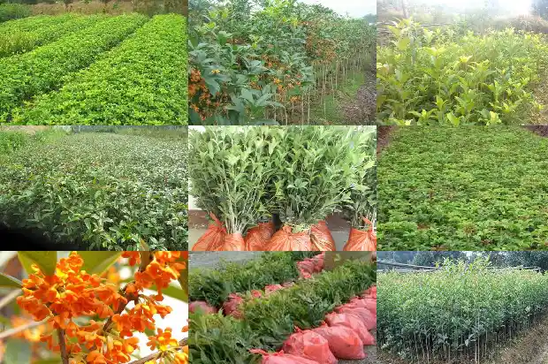 桂花树可以怎么形容1686445270689