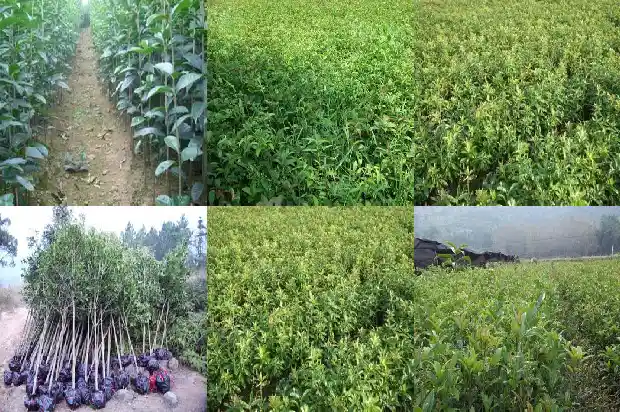 桂花树可以怎么形容1686445270783