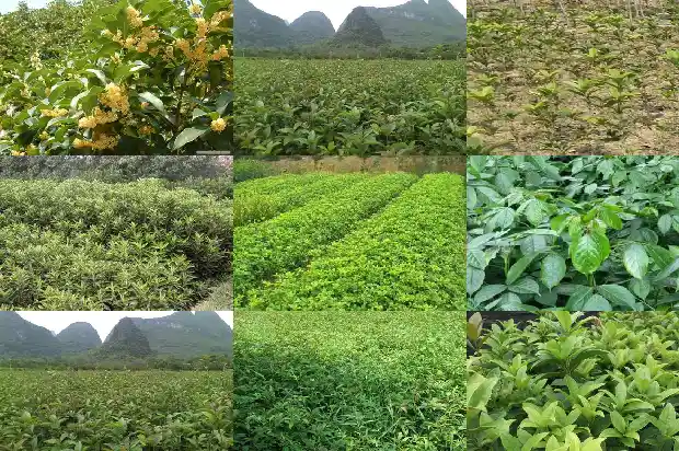 桂花树可以怎么形容1686445270829