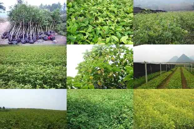 桂花怎么样做成干桂花片1689034974691