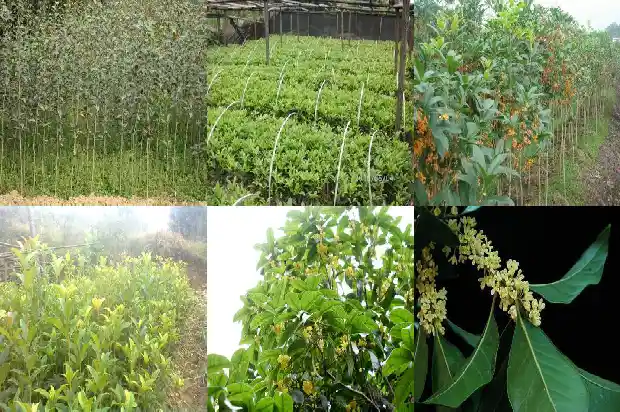 桂花树什么桂花树最好养1686445298056