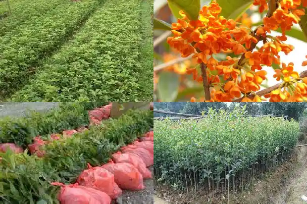 桂花树什么桂花树最好养1686445298104