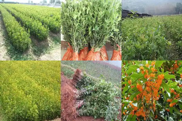 桂花树什么桂花树最好养活1686445310196