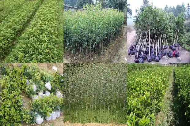 桂花树什么桂花树最好养活1686445310244