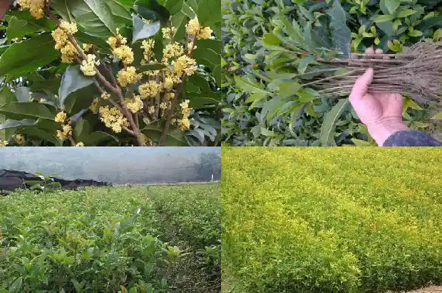 什么桂花花期最长1686445322442