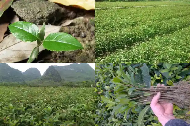 桂花花期多久?1686445330287