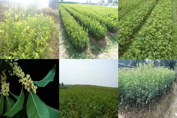 桂花花期多久?1686445330335