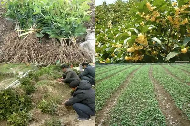 成都桂花树10公分价格1689726651216