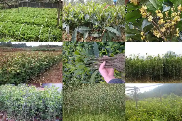 干桂花价格2020最新价格是多少1686445365095