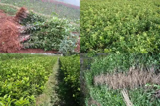 干桂花价格2020最新价格是多少1686445365143