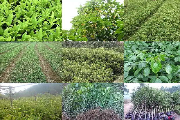 干桂花价格2020最新价格是多少1686445365189