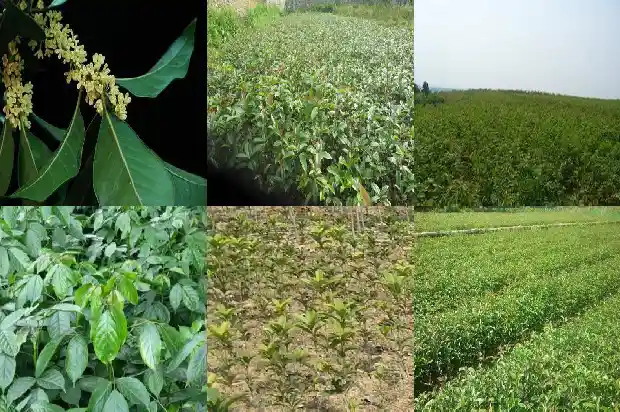 干桂花价格2020最新价格是多少1686445365236