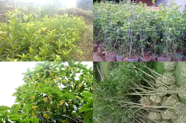 桂花树市场行情走势分析最新消息1686445385110