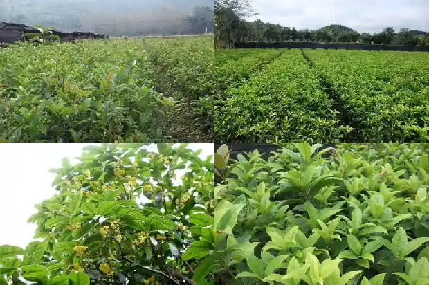 桂花树市场行情走势分析最新消息1686445385157