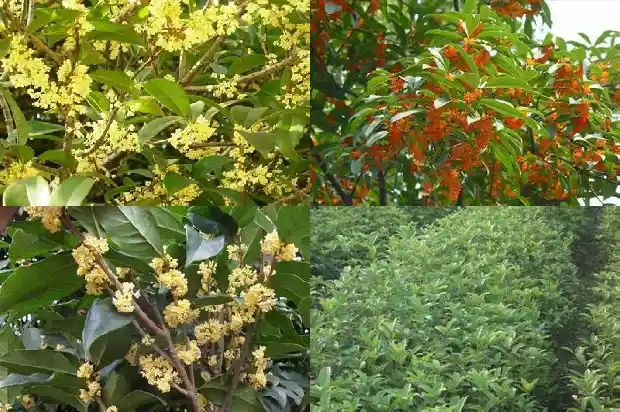 桂花树市场行情走势分析最新消息1686445385204