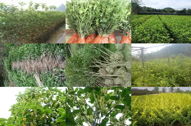 桂花树市场行情走势分析最新消息1686445385252