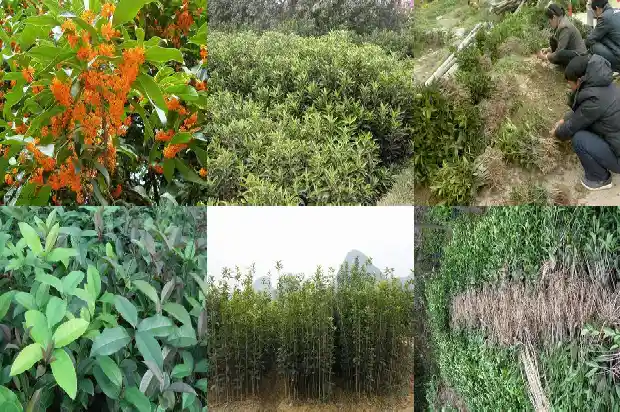 出售桂花苗木基地在哪里买1686445421923