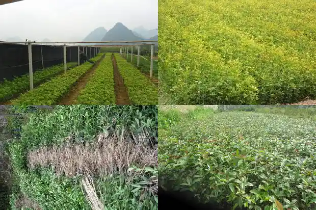 最好看的桂花树品种有哪些1688691849162