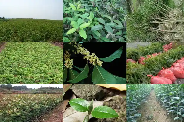 出售桂花苗木基地在哪里买1686445422019