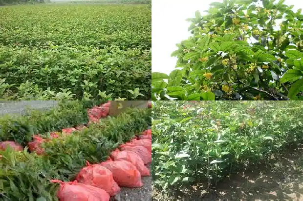出售桂花苗木基地的广告语怎么写1686445429703