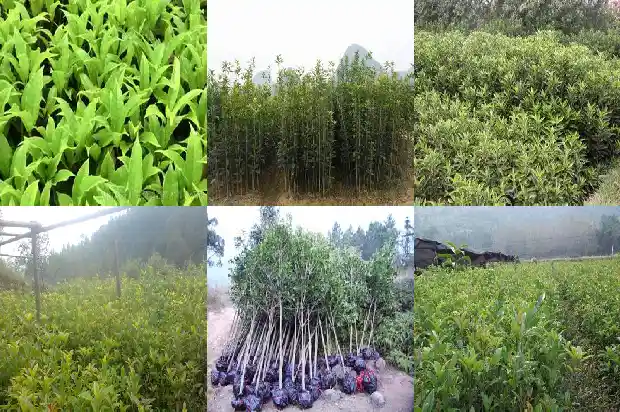 出售桂花苗木基地的广告语怎么写1686445429750