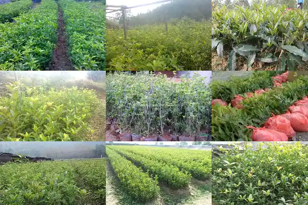 出售桂花苗广告语怎么写1686445441574