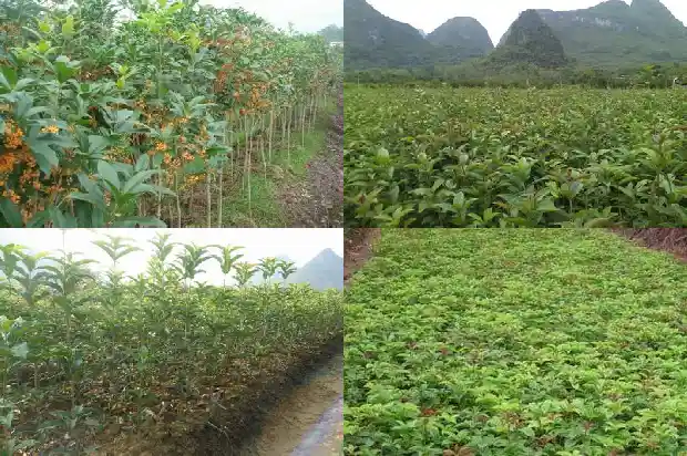 桂花小苗出售信息大全1686445459147