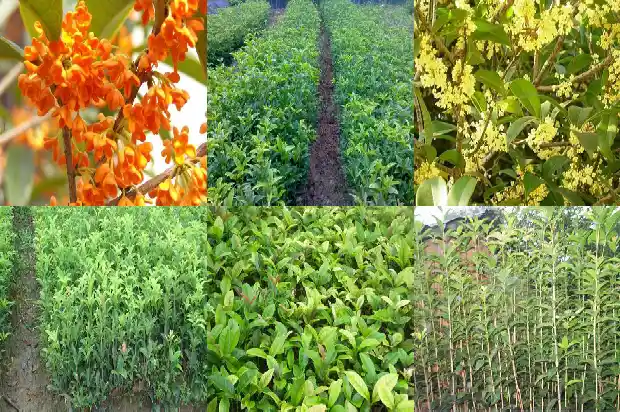 桂花小苗出售信息大全1686445459195