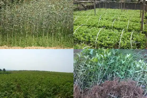 八月桂花苗几年能开花啊1686528595661