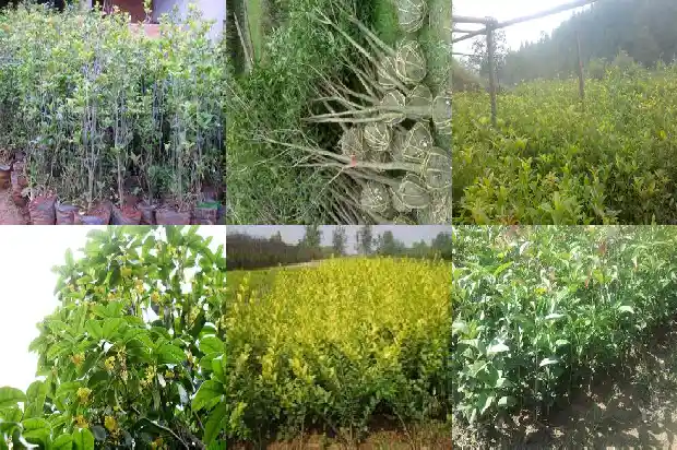八月桂花苗几年能开花啊1686528595706